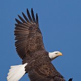 11SB7674 American Bald Eagle
